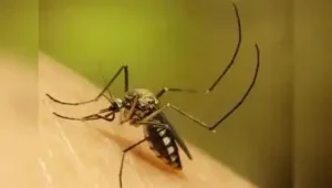 Kolkata: BJP functionaries sparred over the rise in dengue numbers on Sunday with reports