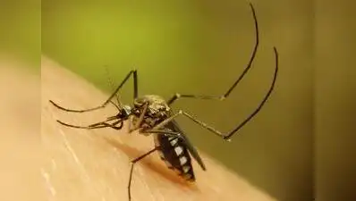 Kolkata: BJP functionaries sparred over the rise in dengue numbers on Sunday with reports