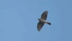 Three birders recorded a Japanese Sparrowhawk at the Adyar estuary: The wider industry impact
