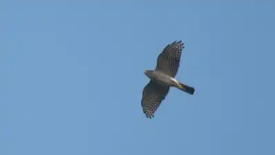 Three birders recorded a Japanese Sparrowhawk at the Adyar estuary: The wider industry impact
