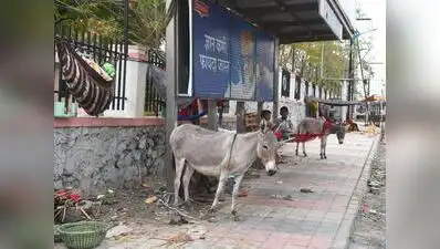 Police say an animal can now fetch between Rs 1 lakh and Rs 1.5 lakh