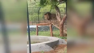 Chennai: The lion safari at Arignar Anna Zoological Park in Vandalur will remain suspended