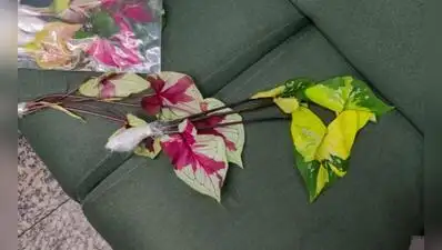 Kolkata: Customs sleuths at Kolkata airport have seized 220 plants: The wider industry impact