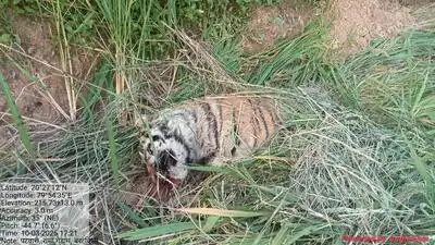 A sub-adult tigress was found dead in a farm adjoining the forest near Bardkinhi, around 25 km