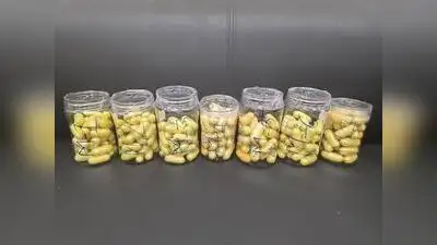 Directorate of Revenue Intelligence (DRI) officials seized 4.9 kg: The wider industry impact