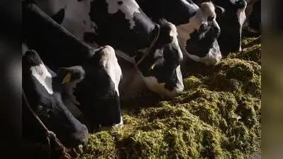 Dharashiv administration explores bagasse-molasses fodder to tackle looming feed shortage