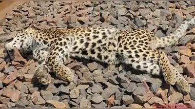 Another leopard killed on railway tracks, wildlife toll crosses 140 on Ballarshah-Gondia route