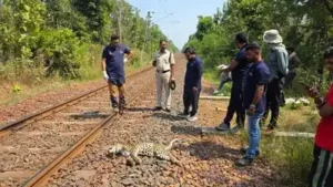 Another leopard killed on railway tracks, wildlife toll crosses 140 on Ballarshah-Gondia route