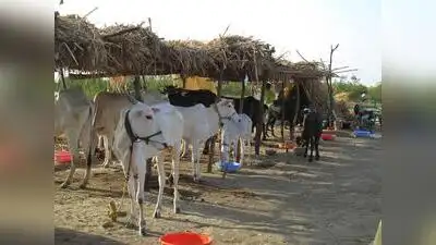 “The ear tagging of cattle must not be made a prerequisite for implementing drought relief