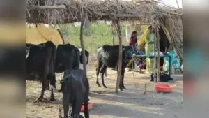 “The ear tagging of cattle must not be made a prerequisite for implementing drought relief