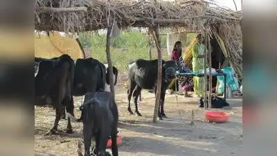 “The ear tagging of cattle must not be made a prerequisite for implementing drought relief
