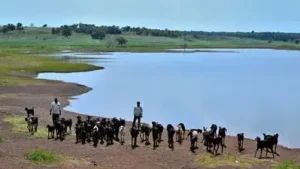 Come rain or shine, this Telangana village keeps its green alive: The wider industry impact