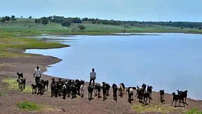 Come rain or shine, this Telangana village keeps its green alive: The wider industry impact
