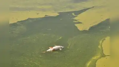 Following the mysterious discoloration of the Jurala backwaters, officials of the rural water