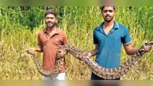 Snake rescuers save 10-foot python from death in Navi Mumbai
