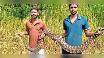Snake rescuers save 10-foot python from death in Navi Mumbai