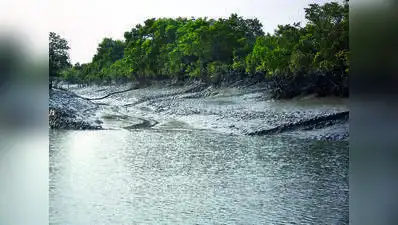 BIS poised to unveil India's first mangrove restoration standards: The wider industry impact