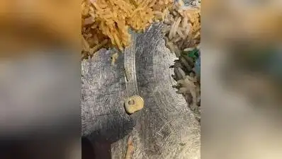 Human tooth in mutton mandi at Madhapur eatery