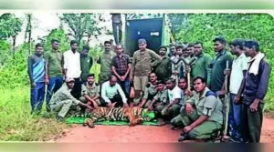 Forest department on Friday captured a problem tiger: The wider industry impact