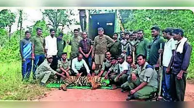 Forest department on Friday captured a problem tiger: The wider industry impact