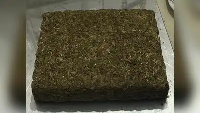 DRI seizes 591 kg of ganja worth ₹3 crore in Gorakhpur: The wider industry impact