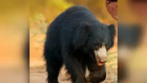 Sloth bears digging through rain-softened soil for ants and other: The wider industry impact