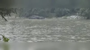 Wild elephants generally enter PTR during the post-monsoon season: The wider industry impact