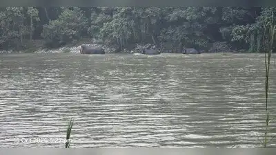 Wild elephants generally enter PTR during the post-monsoon season: The wider industry impact