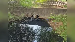 Black sewage flows into Kolhapur’s Rankala Lake and water hyacinth: The wider industry impact