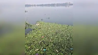 Black sewage flows into Kolhapur’s Rankala Lake and water hyacinth: The wider industry impact