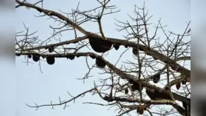 A 49-year-old farmer from Jarali village in Gadhinglaj tehsil of Kolhapur district died