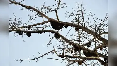 A 49-year-old farmer from Jarali village in Gadhinglaj tehsil of Kolhapur district died