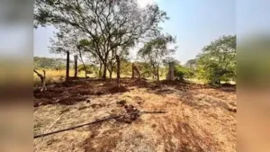 Recently transplanted trees stand along a path on ARAI hill, where: The wider industry impact
