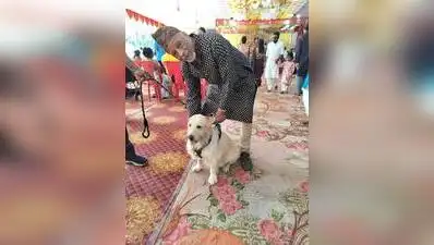 Pune: Curious puppies on leashes with wagging tails are joining celebratory crowds at some