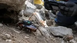 Scientists are testing whether the cockroaches can carry medical: The wider industry impact