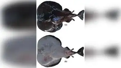 Researchers collected four specimens of a newly discovered species: The wider industry impact