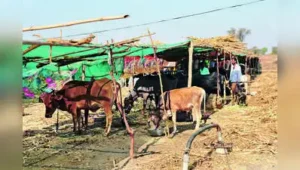 Farmers Forced To Sell Cattle As Fodder Crisis Grips Yavatmal: The wider industry impact