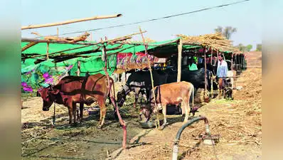 Farmers Forced To Sell Cattle As Fodder Crisis Grips Yavatmal: The wider industry impact