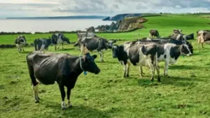 An Irish dairy farmer devoted only 1.5 acres of his 110-acre holding to 1,008 solar panels, kept