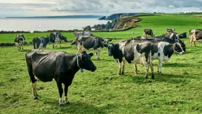 An Irish dairy farmer devoted only 1.5 acres of his 110-acre holding to 1,008 solar panels, kept