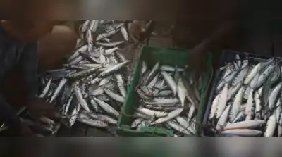 Seeking Sardines, the fourth film, examines the Indian oil sardine’s: The wider industry impact