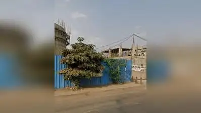 These trees, residents said, were part of a community plantation drive undertaken in 2024