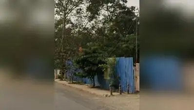 These trees, residents said, were part of a community plantation drive undertaken in 2024
