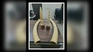Directorate of Revenue Intelligence (DRI) officials have seized four elephant tusks weighing