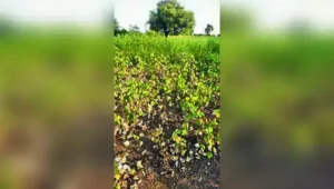As per Dilip Thakre, a cotton grower from Akola and among the early: The wider industry impact
