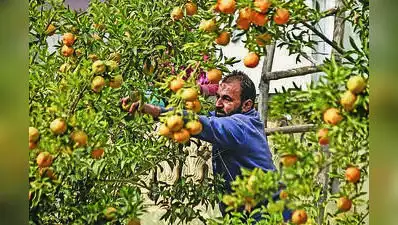 For the 2025-26 season, 4,822 orange growers in Amravati district: The wider industry impact