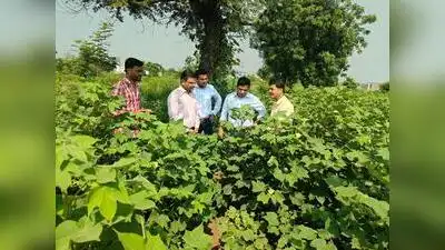 Officials estimated that cotton productivity could fall by around 50%: The wider industry impact