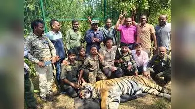 Chandrapur forest division team with the captured tiger T-122