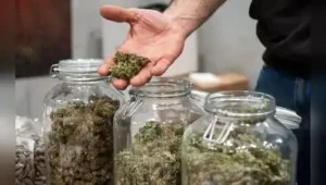 75-yr-old woman peddler held; sells ganja worth Rs 1 lakh a day