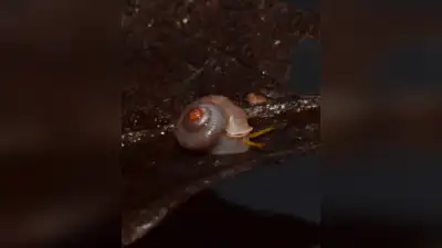Researchers have identified a new species of microscopic land snail: The wider industry impact